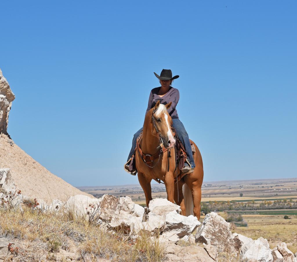 Dune, aka Amarillo (Twombly Performance Horses photo)